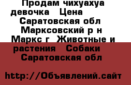 Продам чихуахуа девочка › Цена ­ 6 000 - Саратовская обл., Марксовский р-н, Маркс г. Животные и растения » Собаки   . Саратовская обл.